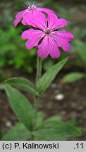 Lychnis flos-jovis (firletka Jowisza)