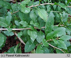 Lycium chinense var. ovatum (kolcowój chiński)