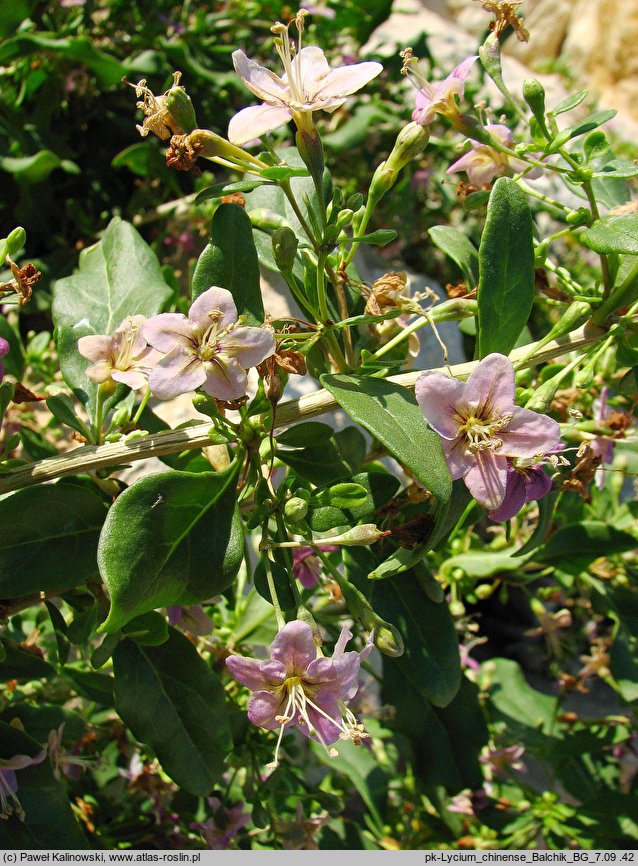 Lycium chinense var. ovatum (kolcowój chiński)