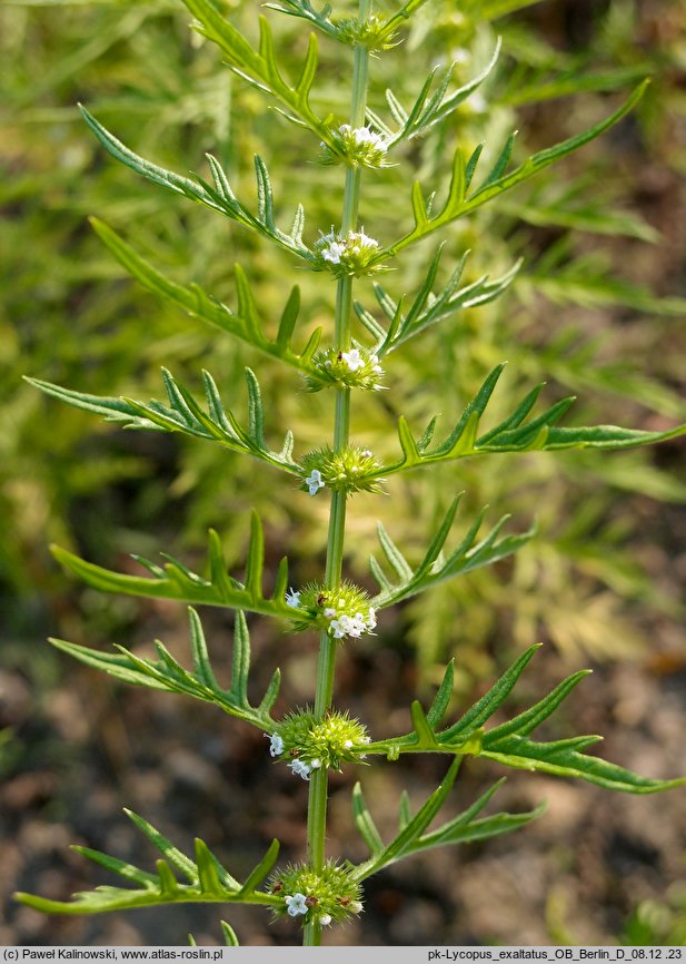 Lycopus exaltatus (karbieniec wyniosły)