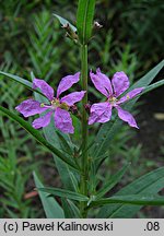 Lythrum virgatum (krwawnica rózgowata)