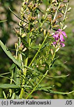 Lythrum virgatum (krwawnica rózgowata)