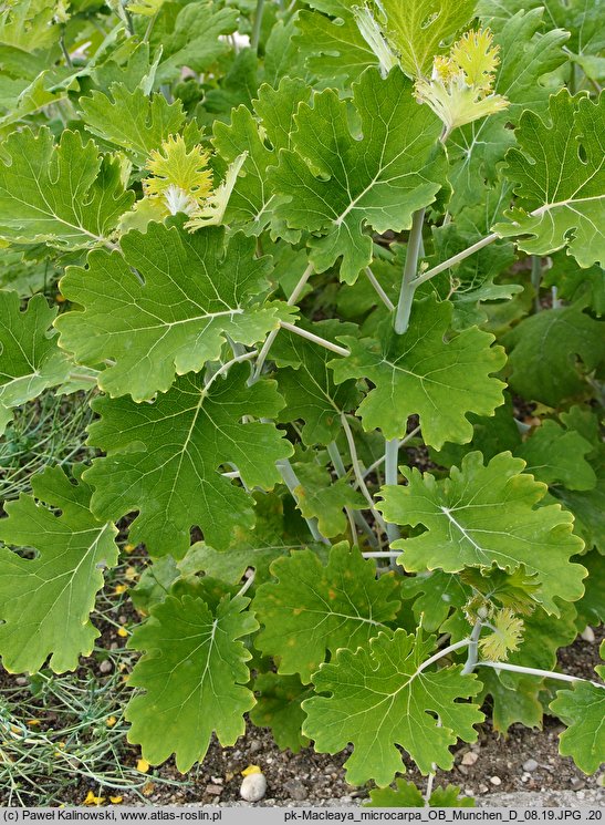 Macleaya microcarpa (bokkonia drobnoowocowa)