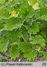 Macleaya microcarpa (bokkonia drobnoowocowa)