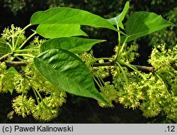 Maclura pomifera (żółtnica pomarańczowa)