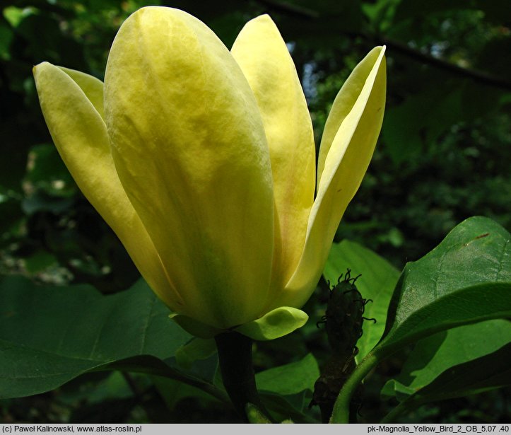 Magnolia ×brooklynensis Yellow Bird