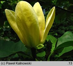 Magnolia ×brooklynensis Yellow Bird