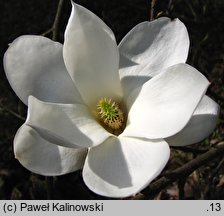 Magnolia denudata (magnolia naga)