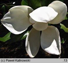 Magnolia grandiflora (magnolia wielkokwiatowa)