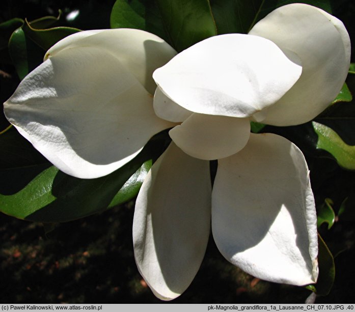 Magnolia grandiflora (magnolia wielkokwiatowa)