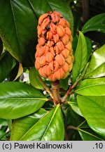 Magnolia grandiflora (magnolia wielkokwiatowa)