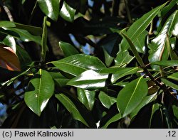 Magnolia grandiflora (magnolia wielkokwiatowa)