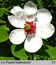 Magnolia sieboldii (magnolia Siebolda)