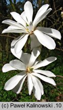 Magnolia stellata (magnolia gwiaździsta)