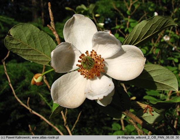 Magnolia wilsonii (magnolia Wilsona)