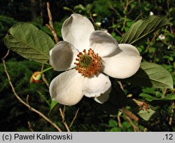 Magnolia wilsonii (magnolia Wilsona)