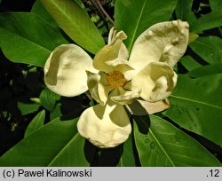 Magnolia ×thomsoniana