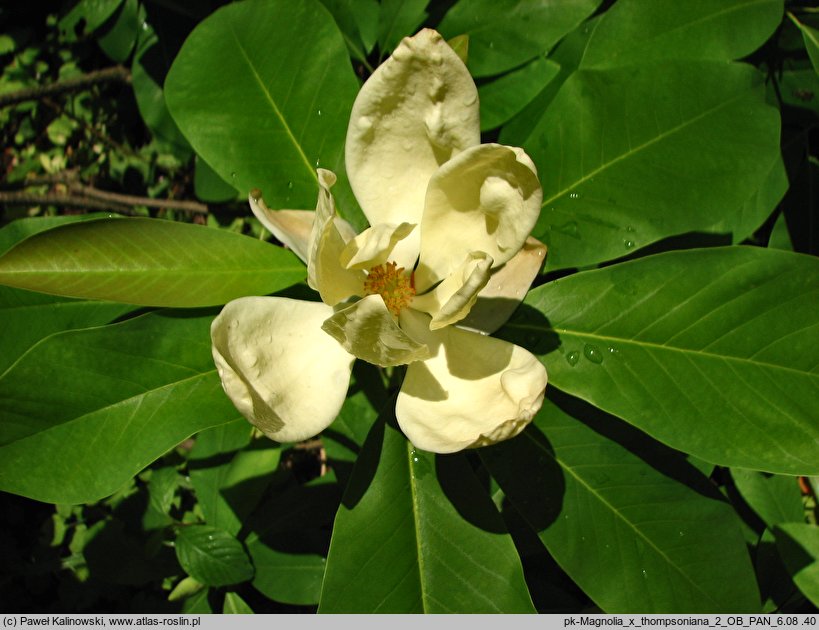 Magnolia ×thomsoniana