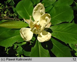 Magnolia ×thomsoniana