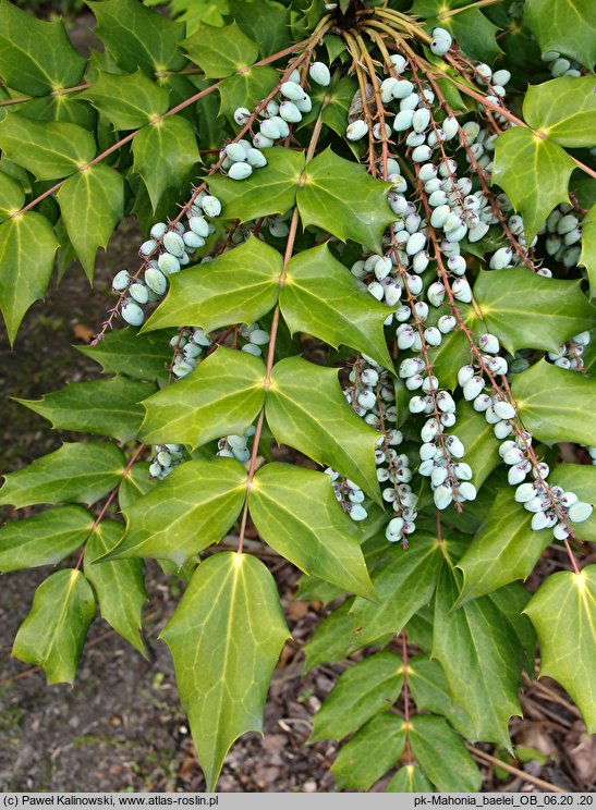 Berberis bealei (mahonia skórzastolistna)