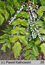 Berberis bealei (mahonia skórzastolistna)