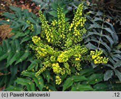 Mahonia ×media