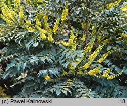 Mahonia ×media