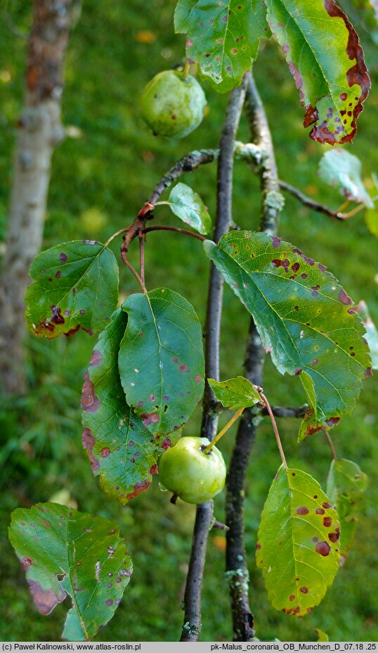 Malus coronaria