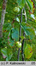 Malus coronaria