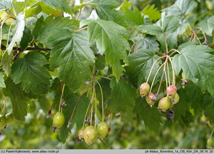 Malus florentina