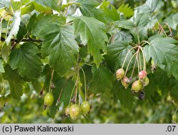 Malus florentina