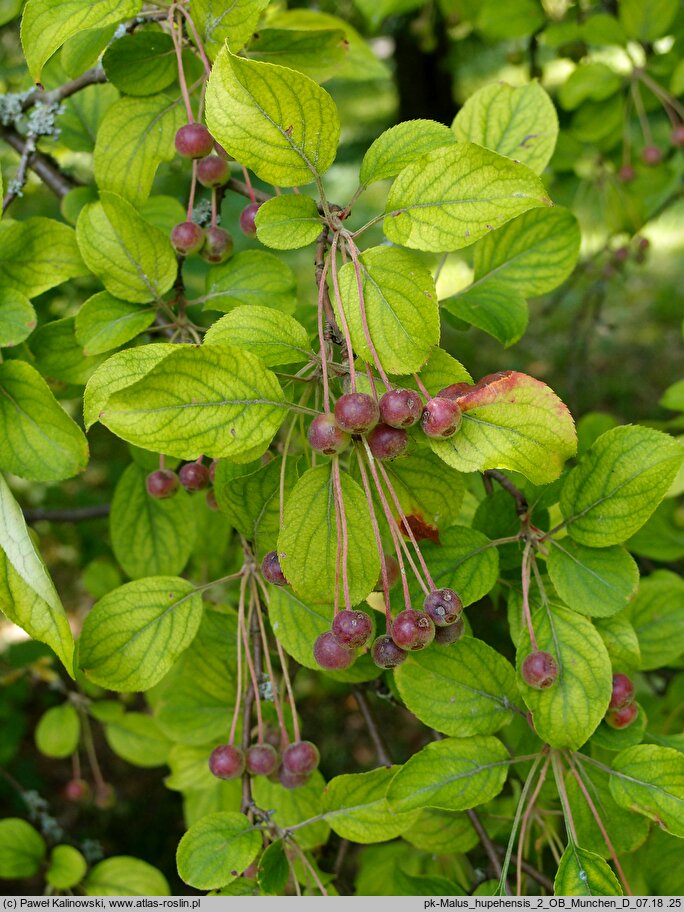 Malus hupehensis (jabłoń hupeheńska)