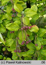 Malus hupehensis (jabłoń hupeheńska)