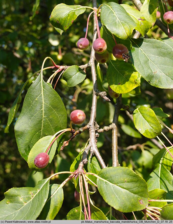 Malus mandshurica (jabłoń sachalińska)