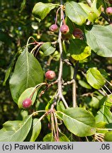 Malus mandshurica (jabłoń sachalińska)