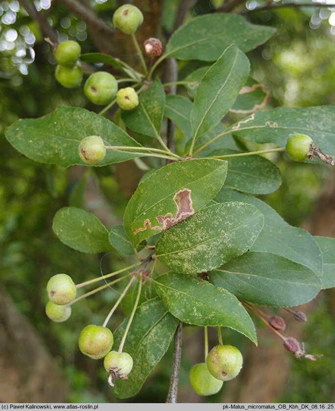 Malus ×micromalus