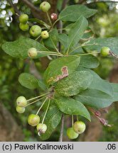 Malus ×micromalus