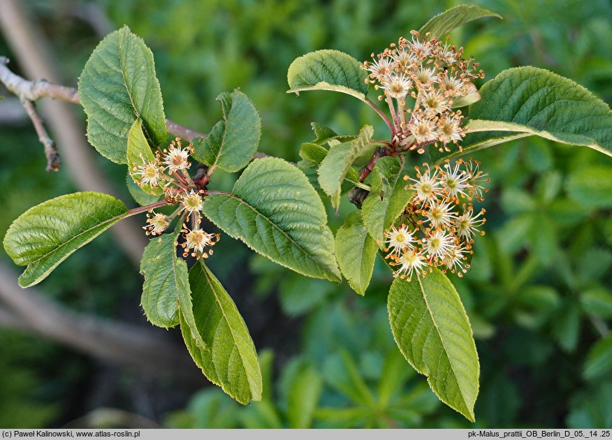 Malus prattii (jabłoń Pratta)