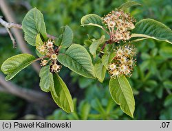 Malus prattii (jabłoń Pratta)