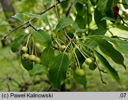 Malus prunifolia (jabłoń śliwolistna)