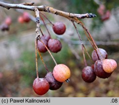 Malus sikkimensis (jabłoń sikkimska)