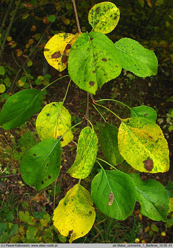 Malus sylvestris (jabłoń dzika)