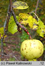 Malus sylvestris (jabłoń dzika)