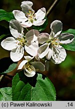 Malus sylvestris (jabłoń dzika)