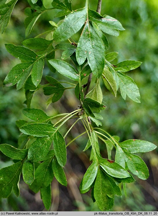 Malus transitoria