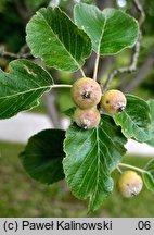 Macromeles tschonoskii (jabłoń Tschonoskiego)