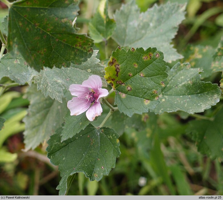 Malva bucharica