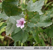 Malva bucharica