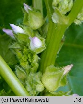 Malva crispa (ślaz kędzierzawy)