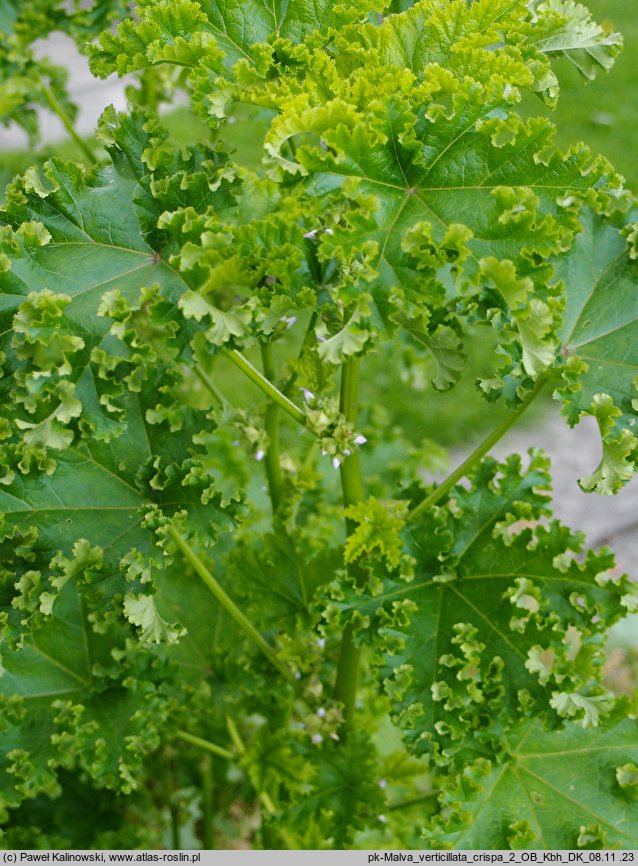 Malva crispa (ślaz kędzierzawy)